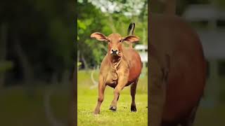 chhoti chhoti gaiya chhote chhote gwal#shorts #youtubeshorts #ytshorts #video #viralvideo