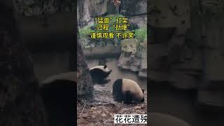 熊猫荷叶跟人打架，姐姐花花遭殃了