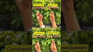Top 4 Hand Mudras for Health and Healing You can Try! | Trimuk Yoga
