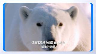 《動物檢定》北極熊能夠保暖的秘密大公開｜動物星球頻道