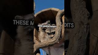 The Surprising Truth About Raccoons |  #shortfeed #animals #wildlife #discoverwildlife