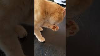 our cat #cutecat #2024reels #catvideo #2024cats