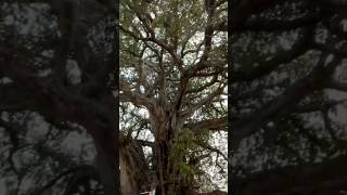 omg #tree #bigtree #Tree