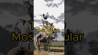 Top 10 Most Popular Pets!