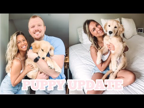 PUPPY UPDATE | Golden Retriever Puppy Update