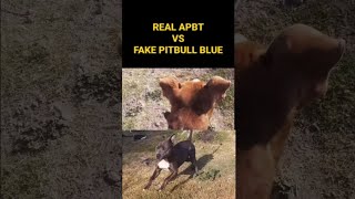 REAL APBT VS PITBULL BLUE 🌟 Confrontación