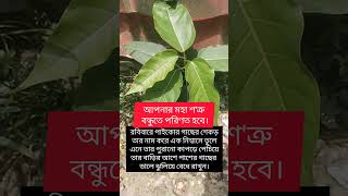 পাইকোর/পাকোর #vairlvidoe #gardening #vairlvlogs #nature #agriculture #shorts #reels #trending #yt