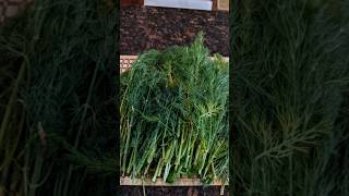 Fresh Backyard Dill Harvest | Freezing for Winter Cooking! #DillHarvest #HomegrownHerbs #WinterPrep