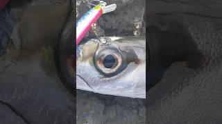 bicudote #barracuda #fishing #sea #catchandrelease #fish #fishattack