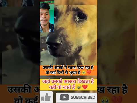 ये dog कितना दिन से भूखा है #हिंदीfacts #facts #duet