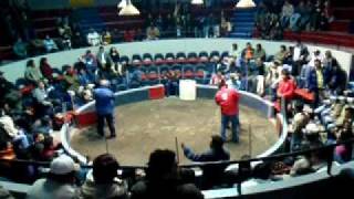 The Cockfight - Introduction.AVI