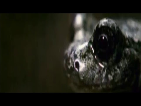 BBC Salamander Documentary