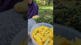 "Heavy Date Palm Stalks Snapped! Tasting Fresh Dates with Thai Chili Dip | KruTu Date Farm Thailand"