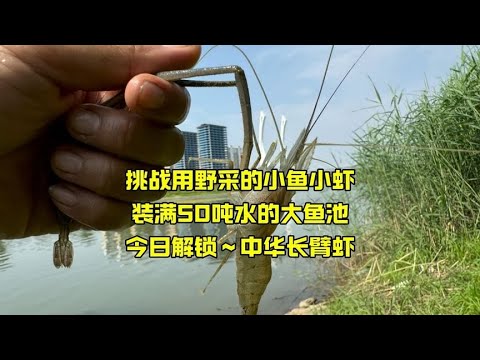 挑战用野采的小鱼小虾，装满50吨水的大鱼池，今日解锁中华长臂虾