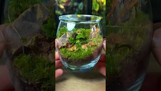 Turning a Drinking Glass Into a Mini ECOSYSTEM!🌱🌿