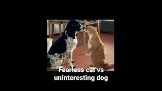 Fearless cat vs uninteresting dog #shorts cat servant AnimalTube - World of animals