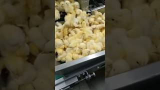 現代の孵卵場のプロセス