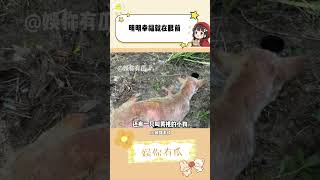它们离幸福真的就只差一点了#流浪狗 #狗狗 #宠物托运 #动物保护