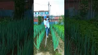 Reworking the rows to keep the garden in shape #plants #shorts