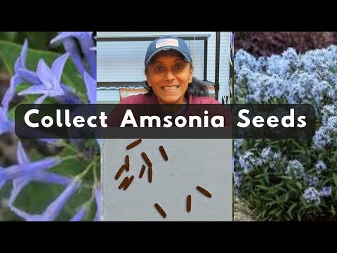 How To Collect Amsonia Seeds | Harvest Save Store Blue Star Seeds