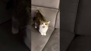 Talkative Cat