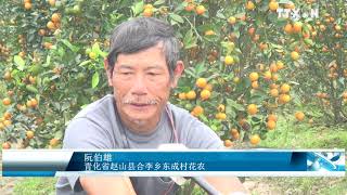 天气反常造成金橘种植户经济损失严重