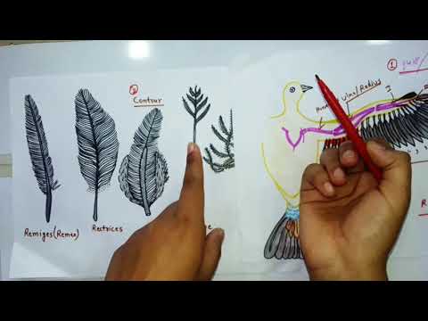 Different Types Of Feather Present In Pigeon