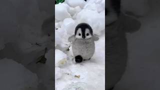 How Baby Penguin Chicks Survive the Freezing Cold 🐧❄️(Amazing Facts!)