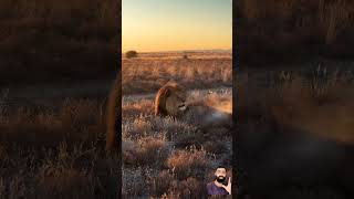 #lion #animals #wildlife #lionking #bigcat #wildlifefight #foryou #lionlife #babyanimals #lionfight