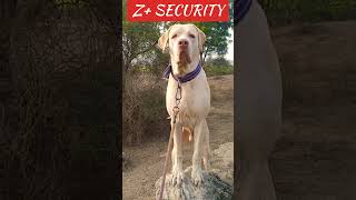 Z+ Security #zsecurity #security #doglover #pakistanibully #pakbully #gaamaaale #villagelife