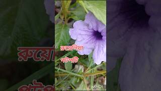 রুয়েলিয়া একটি অসাধারণ ফুল #গাছপ্রেমিক #গাছ #গাছেরপরিচর্যা #গাছেরযত্ন #গাছের_পরিচর্যা #viral #গাছড়া