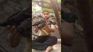 #flyingduckcatching #foryou #petvlog #flyingduck #duckcatching#viralvideo #foryou #treadingshorts