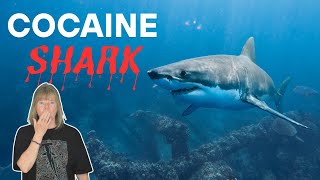 SHARK WEEK 2025: Cocaine in the Ocean – What’s Happening to Our Sharks?