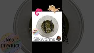 ABDragons Silkworms NEW Product #silkworms #lizard #beardeddragon #reptile #reptilelover #lizards