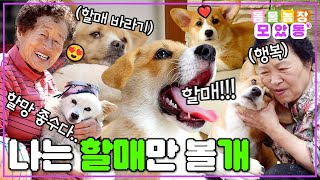 [#모았동물농장] 함께이기에 귀여움이 두 배!😍 눈물 콧물 쏙 빼놓는 할머니와 강아지 모음♥️ #TV동물농장 #AnimalFarm #SBSstory