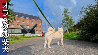 柴犬柿丸 避けられて納得いかない柴犬【オランダ / 環境音 / 4K】Kaki-Maru the Shiba Inu