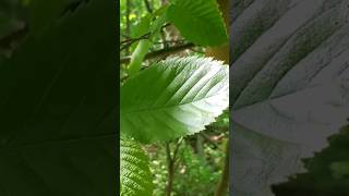 Mushroom Hunting: ELM TREE IDENTIFICATION