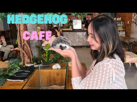 Hedgehog Cafe | Harinezumi Cafe | Thailand | Desi Abroad