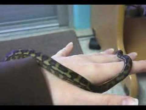 Morelia Spilota Mcdowelli - Coastal Carpet Python