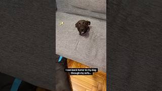 Funny dog 🤣🤣 #tiktok #laugher #funnydog #funnypet #cute #dog # #doglover #shortvideo #funnypet