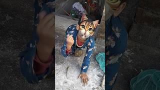 🤣 বিল্লু ধরা পড়তে গিয়ে বেঁচে গেল 😜🤣#shorts#funnyvideo#comedyvideo#trending#youtubeshorts#viralshor