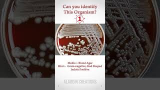 Can you guess these Colonies ? 🤔🧐🤓 #quiz 268 #shorts