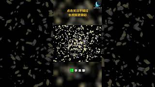金钱管理的魔力：福利效应与复利投资秘籍