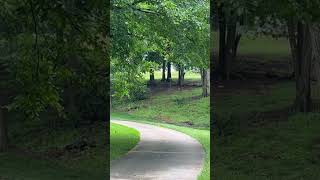 This shot broke our brains #discgolf #innova #halo #roc3 #treelove #good #kick @InnovaDiscGolf ￼