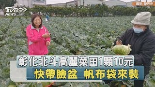 彰化北斗高麗菜田1顆10元　快帶臉盆　帆布袋來裝