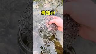 青蛙卵和泡过的奇亚籽也太像了 #青蛙卵 #蝌蚪 #趣事 #有趣 #全球看点