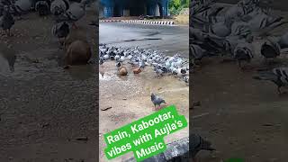 | It's Delhi | Rain | Kabootar | Vibes with karan aujla's Music #shorts