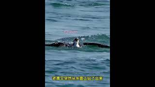 老鹰从高空俯冲，以120公里的时速直下捕鱼  #动物世界  #老鹰