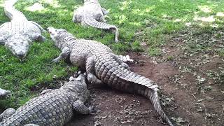 Crocodiles at Crocodile Lodge 2