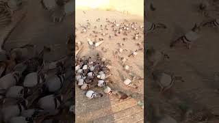 Shehr E Mustafa #fbreels #deenibaatien#viralyoutubeshorts#trendingshorts#fbreels#foryou#subhanallah